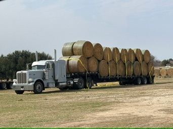 Semi-truck hauling round hay bales on a flatbed trailer